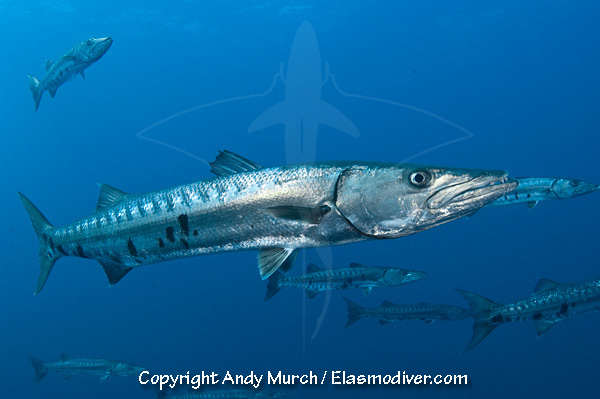 Great Baracuda Pictures - Images Of Sphyraena Barracuda